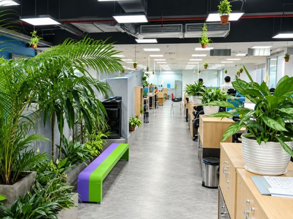 Cây xanh trang trí không gian – Mang thiên nhiên đến gần hơn với cuộc sống