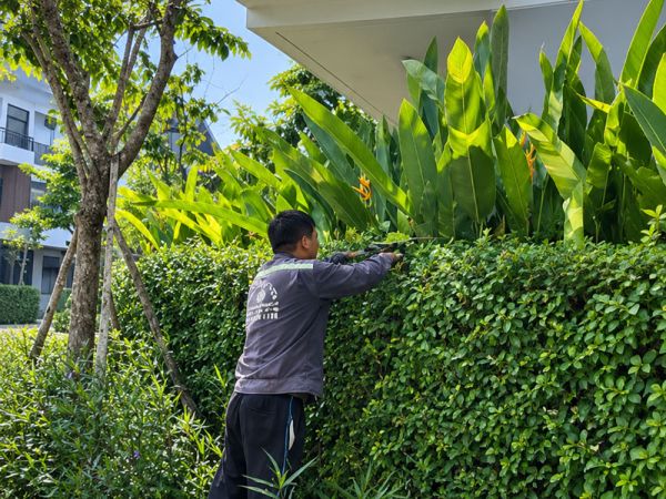 Trồng cây đúng cách, kiến tạo cảnh quan đẹp cùng cây xanh tuệ kha