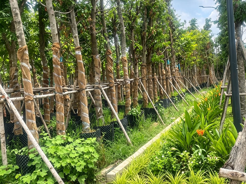 Cung cấp cây công trình uy tín tại TP Đồng Nai | Giá tốt - Thi công chuyên nghiệp